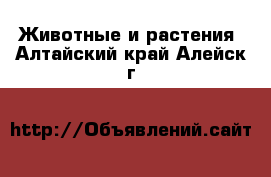  Животные и растения. Алтайский край,Алейск г.